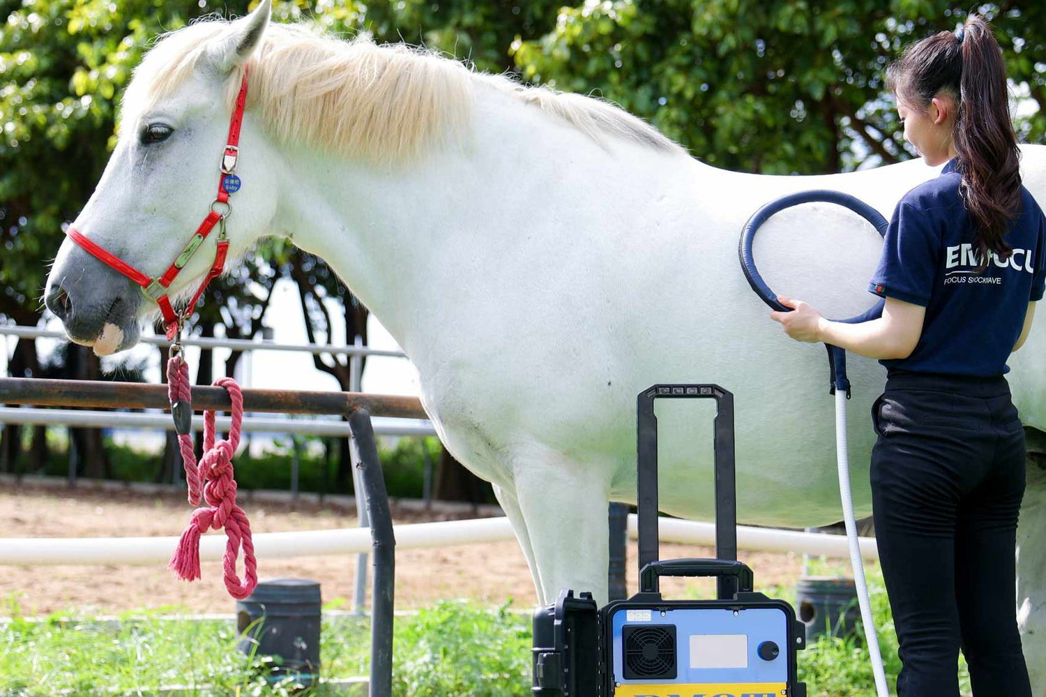 PEMF Therapy for Horses: Precautions, Safety Considerations, and Best Practices
